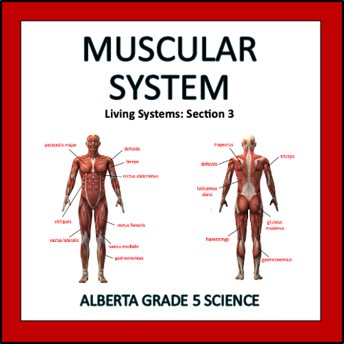 Muscular System - Alberta Grade 5 Science