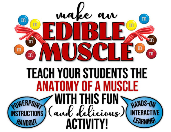 Edible Muscle Project- Review Anatomy of a Muscle with this delicious activity!