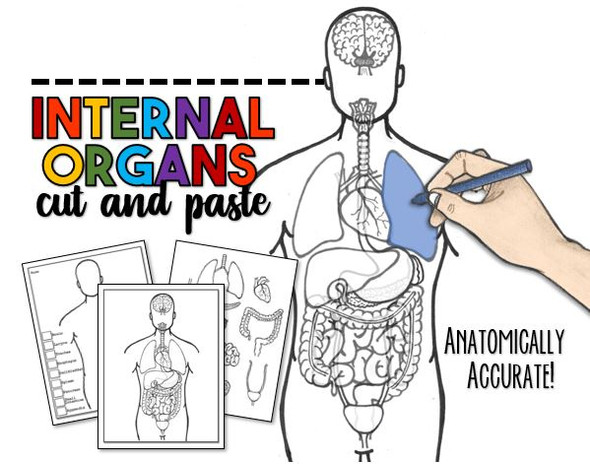 Internal Organ Cut and Paste Project- Anatomically Correct