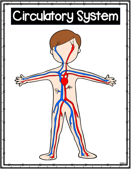 Body Systems