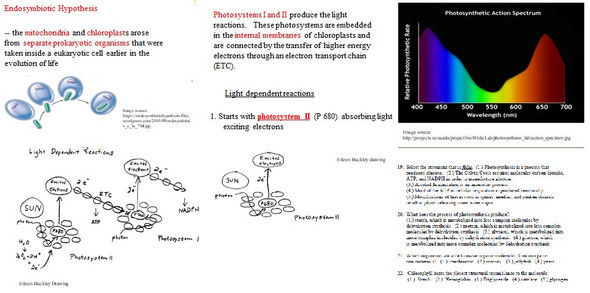 Photosynthesis Learning Activities for AP/Advanced Biology (Distance Learning)