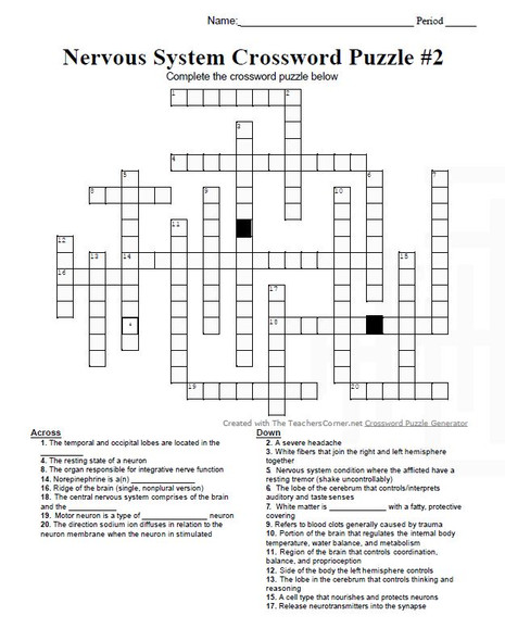 Nervous System Crossword Puzzle Set #2