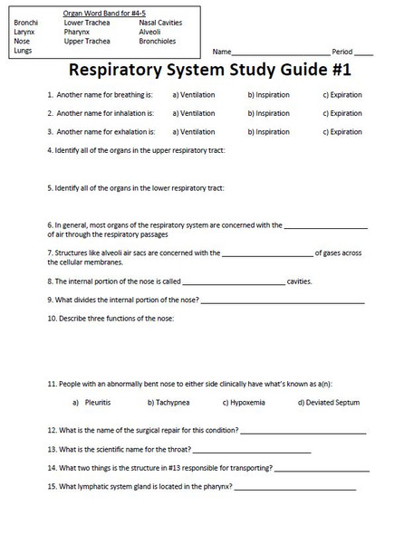 Respiratory System Worksheet Set