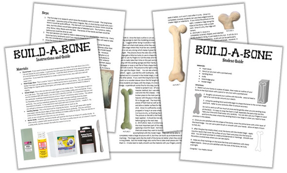 Build-a-Bone! Great Activity for Hands-On Learning and the Skeletal System!