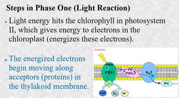 Photosynthesis: Phase One Powerpoint Notes