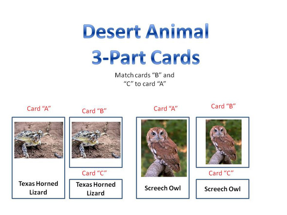 3-Part Card Desert Animals in the United States