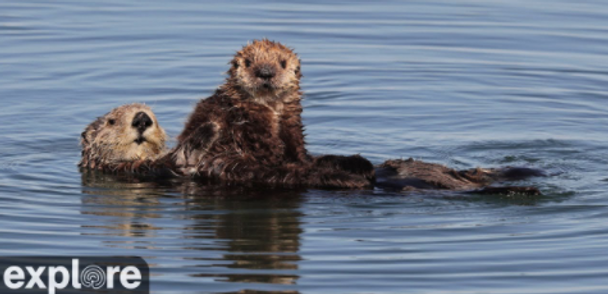 Google Version- Virtual Field Trip to the Otters