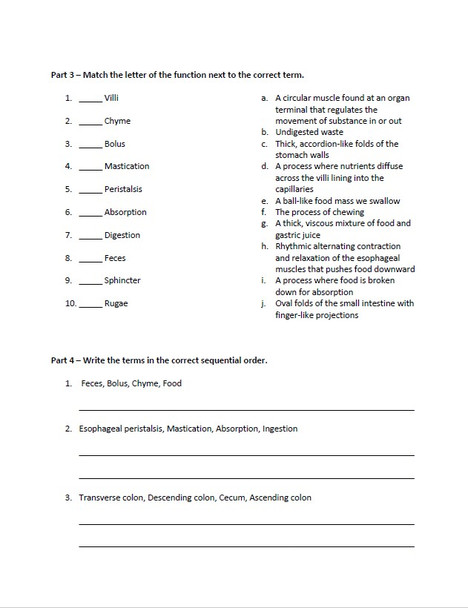 Digestive System Matching and Sequencing Quest