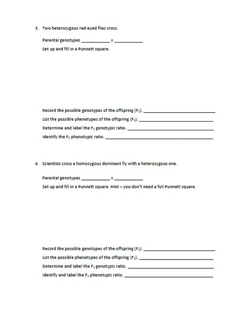 How to Set Up a Mendelian Genetics Problem Guide and Fundamental Problem Set