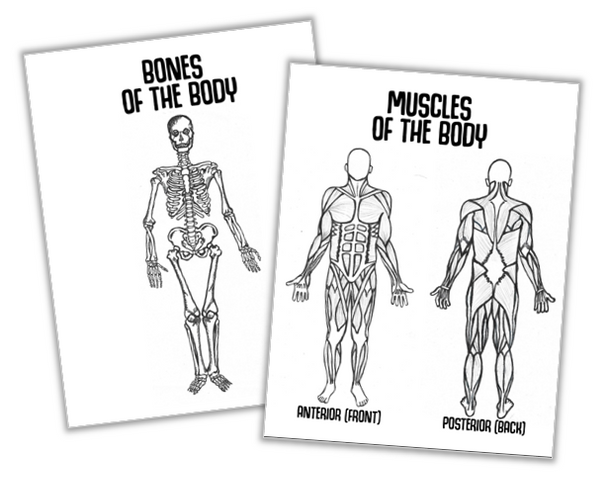 VIRTUAL P.E.- Editable with Video Instructions! Bone/Muscle of the Week Included