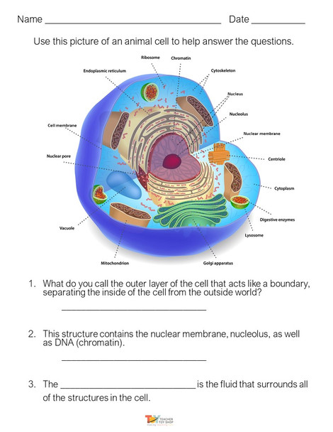 Animal Cells Organelle Activity | Google Slides™ for Distance Learning + print Interactive Notebook page