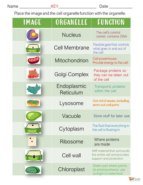 Plant Cells Organelle Activity | Google Slides™ for Distance Learning + print