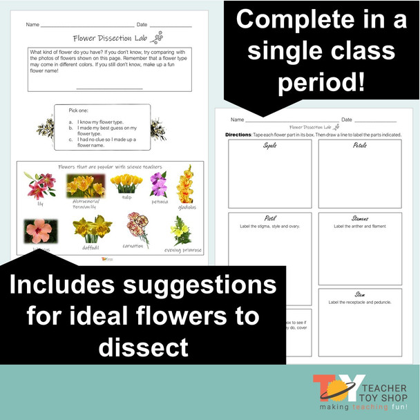 Parts of a Flower Dissection Science Lab
