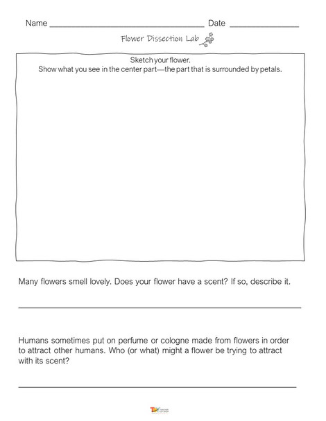 Parts of a Flower Dissection Science Lab