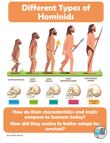 Different Types of Hominids 