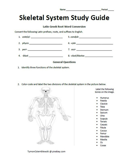 Skeletal System Study Guide