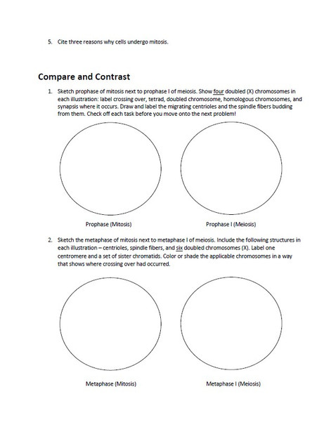 Cell Division and Cell Cycle Study Guide Packet