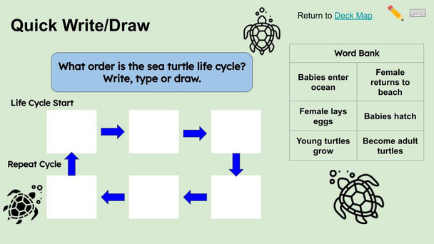 Sea Turtles Informational Text Reading Passage and Activities