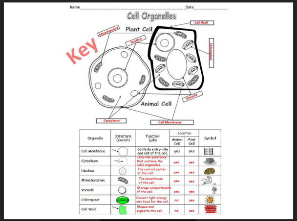 Cell Organelles (Basic)