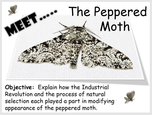 The Peppered Moth - Natural Selection 