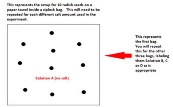 Salt Concentration and Radish Seed Germination Lab