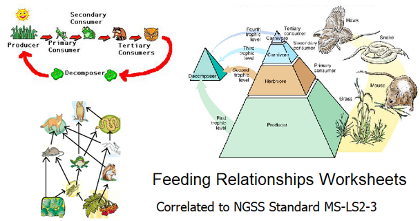 Feeding Relationships Worksheets Review