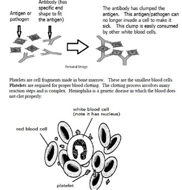 Circulation Learning Activities Package for Middle School Science