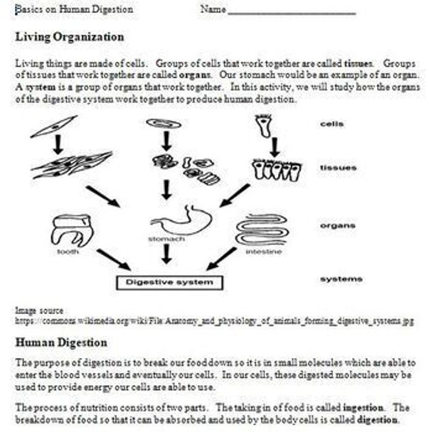 Digestion Learning Activities for Middle School Science