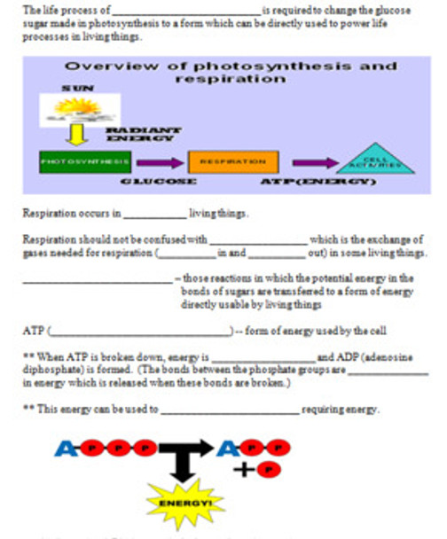 Photosynthesis/Respiration and Energy Learning Activities for MS Science
