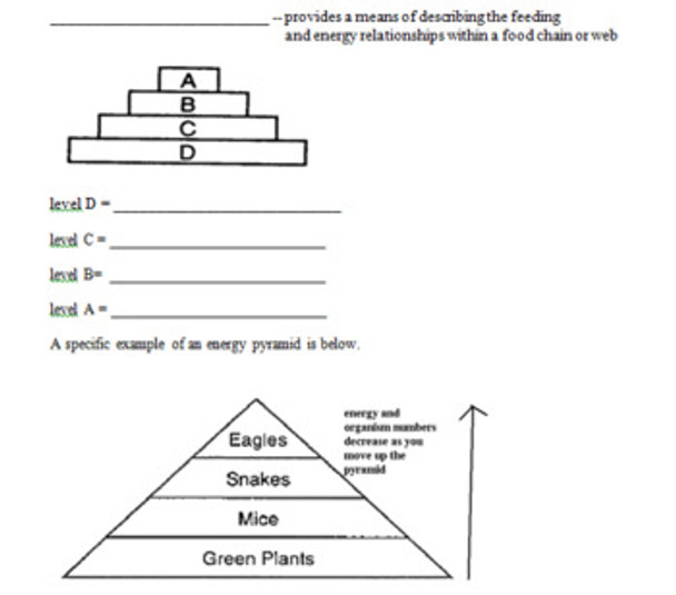 Photosynthesis/Respiration and Energy Learning Activities for MS Science