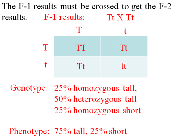 Heredity, Variations, Mendelian Genetics and Beyond Learning Activities (Middle School)