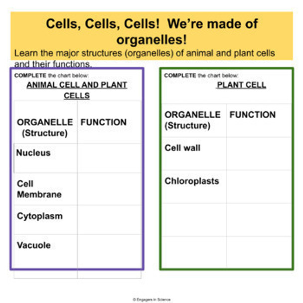 Cells, Cells, Cells! We're Made of Organelles!