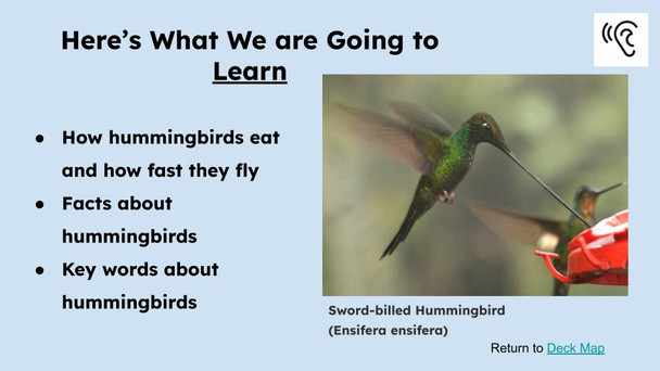 Hummingbirds Informational Text Reading Passage and Activities