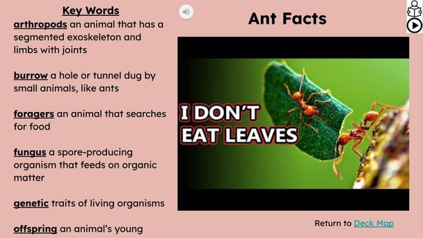 Ants Informational Text Reading Passage and Activities