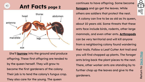Ants Informational Text Reading Passage and Activities