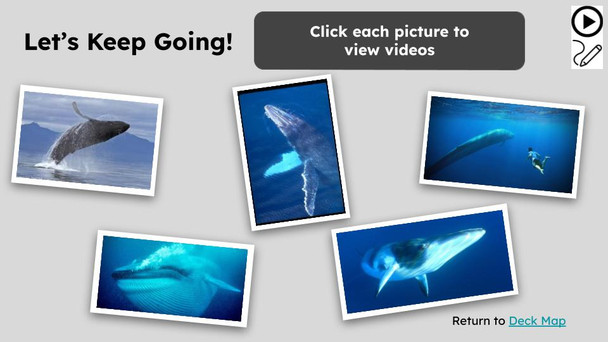 Blue Whale Facts Informational Text Reading Passage and Activities