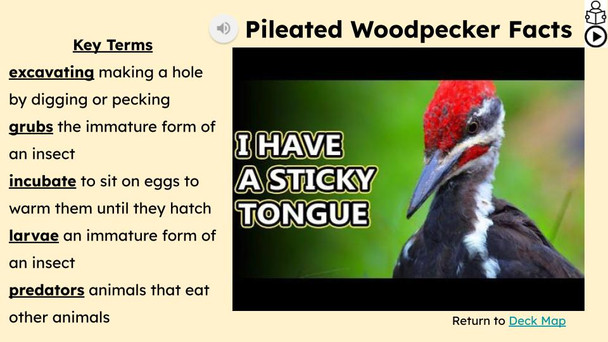 Woodpeckers Informational Text Reading Passage and Activities