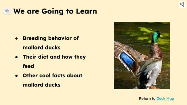 Ducks Informational Text Reading Passage and Activities