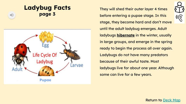 Ladybugs Informational Text Reading Passage and Activities