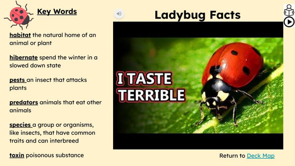 Ladybugs Informational Text Reading Passage and Activities