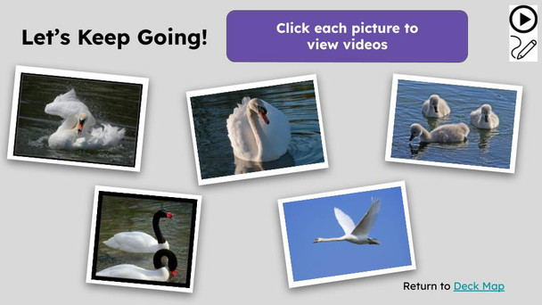 Swans Informational Text Reading Passage and Activities