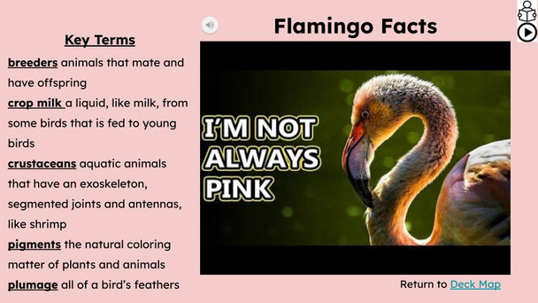 Flamingo Informational Text Reading Passage and Activities