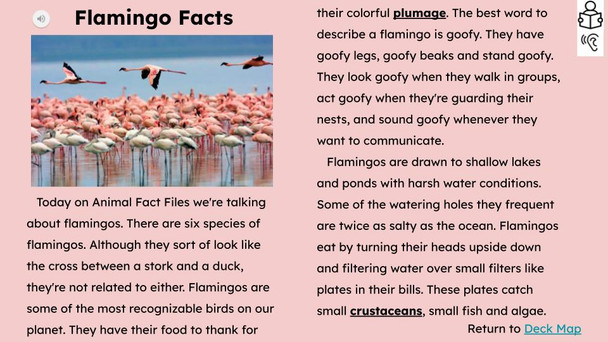 Flamingo Informational Text Reading Passage and Activities