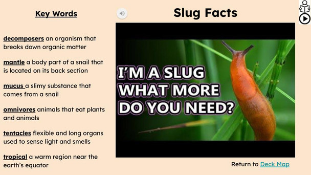 Slugs Informational Text Reading Passage and Activities