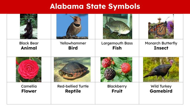 Alabama State (50 States and Capitals) Informational Text and Activities