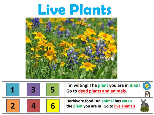 Nitrogen Cycle: From Poop to Plants