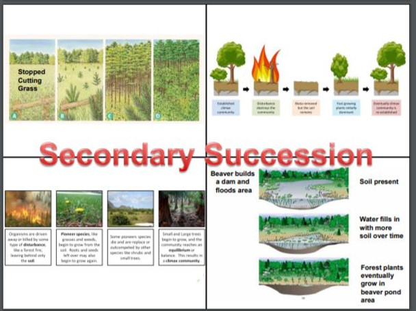 Succession: Success through Knowing Succession