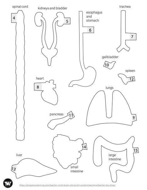 Human Body Systems STEM Project