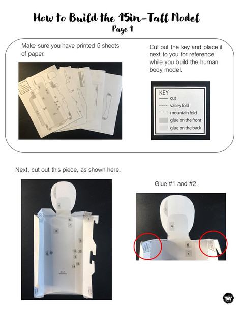 Human Body Systems STEM Project