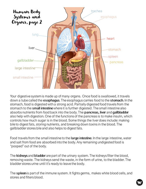 Human Body Systems STEM Project